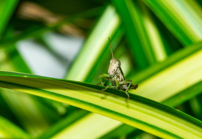 Close-up of insect on leaf