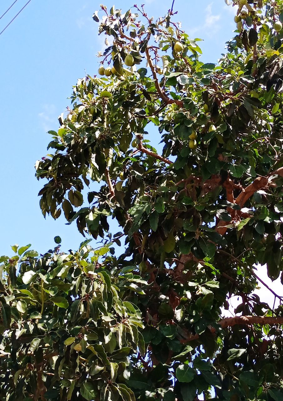 LOW ANGLE VIEW OF FRUIT TREE AGAINST SKY