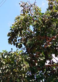 Low angle view of berries growing on tree against sky