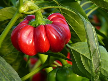 Close-up of red tomatoes growing on plant