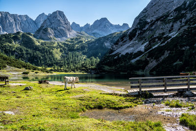 Seebensee witch drachenkopf