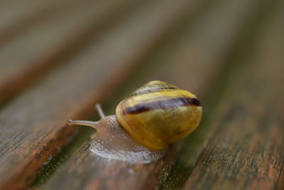 snail