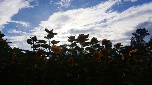 Low angle view of flowering plants on field against sky