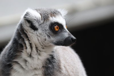 Close-up of a rabbit looking away