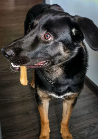 Close-up of black dog looking away