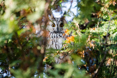 Portrait of owl