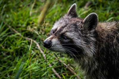 Close-up of an animal lying on grass