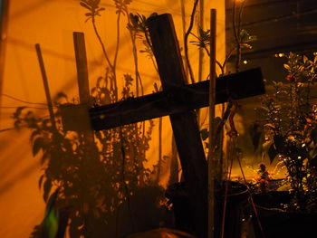 Silhouette plants against sky at night
