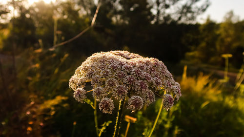 Close-up of purple flowering plant on field