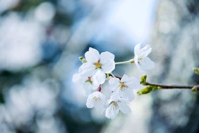 Close-up of white cherry blossoms