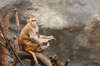 Monkey sitting on rock