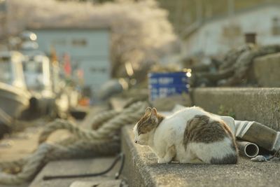 Cat living in okishima island with cherry blossom in full bloom