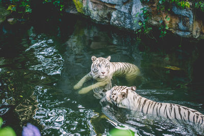 White tigers swimming in lake at zoo