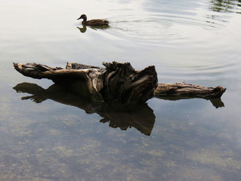 Duck swimming on lake against sky