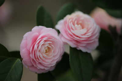 Close-up of pink roses blooming outdoors