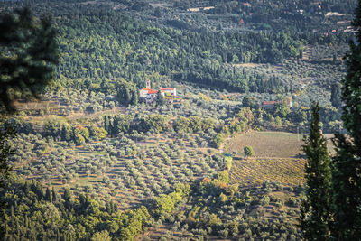 High angle view of agricultural field