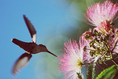 Low angle view of hummingbird by flowers