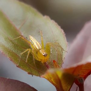 Close-up of insect on leaf