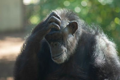 Close up of chimpanzee head in zoo