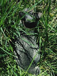 High angle view of shoes on field