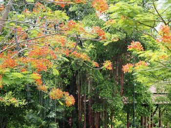 Trees growing in a row