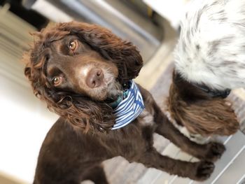 Close-up portrait of dog looking at home
