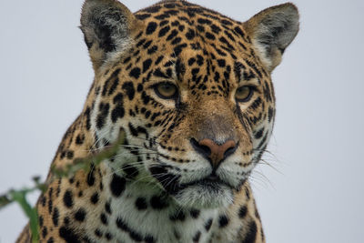 Close-up portrait of tiger