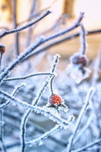 Close-up of frozen plant
