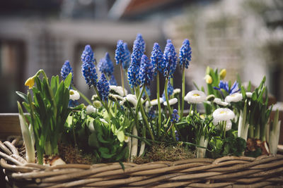 Close-up of plants growing in wicker basket