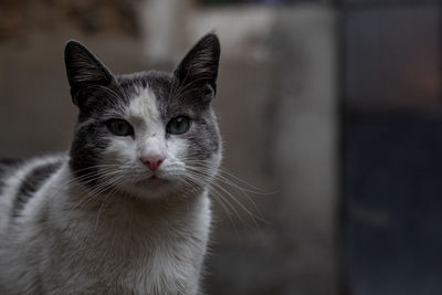 Close-up portrait of a cat