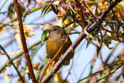 Low angle view of bird perching on branch