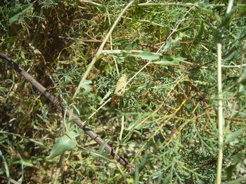 Full frame shot of plants