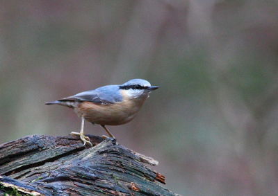 Close-up of bird perching on wood