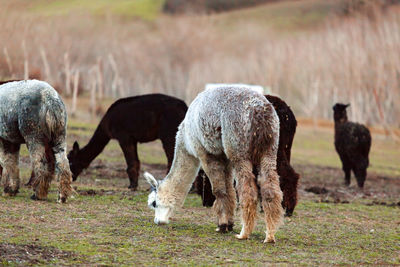Alpacas herd eating grass in a meadow.