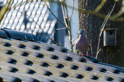 Close-up of pigeon perching on metal