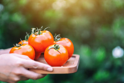 Close-up of hand holding orange