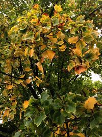 Close-up of fruit tree