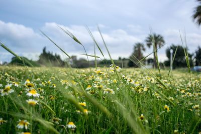 Close-up of grass growing in field