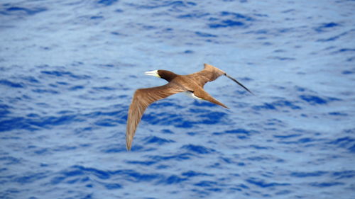 Seagull flying over sea