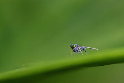 Close-up of insect on green leaf