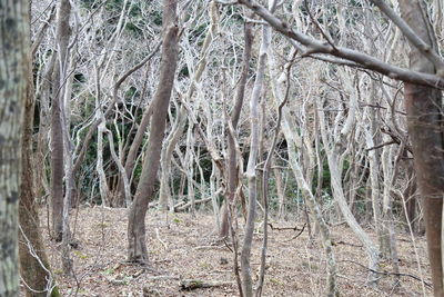 Bare trees in forest