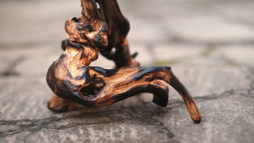 Close-up of dried shell on wood