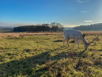 Deer grazing in a frosty field