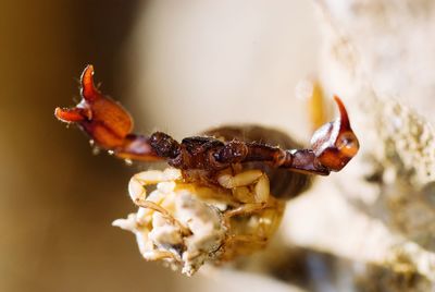 Close-up of scorpion 