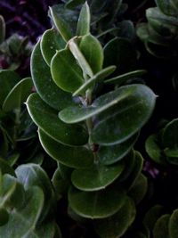 Close-up of succulent plant