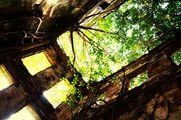 tree, low angle view, growth, branch, tree trunk, wood - material, green color, built structure, old, abandoned, nature, day, damaged, no people, outdoors, sunlight, architecture, weathered, obsolete, close-up
