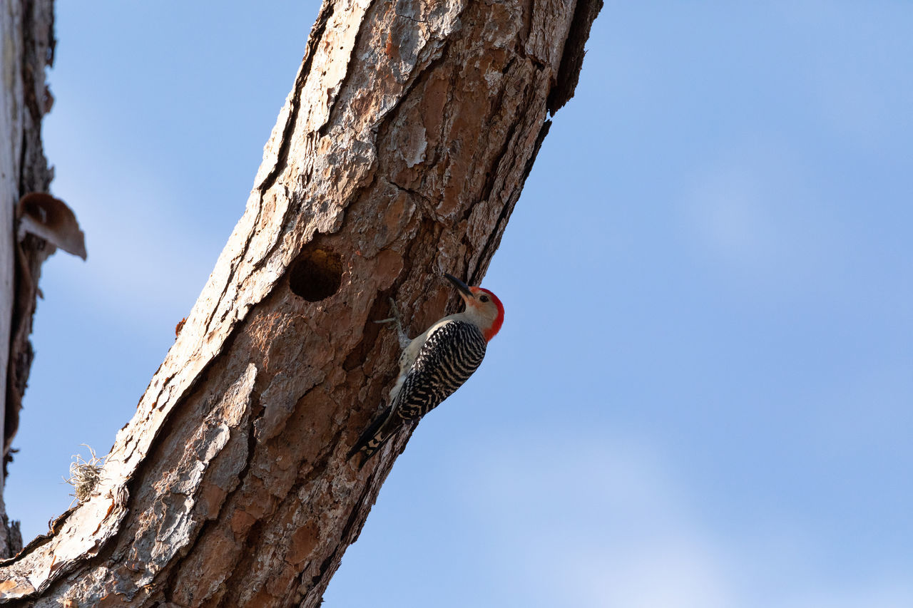 LOW ANGLE VIEW OF A BIRD