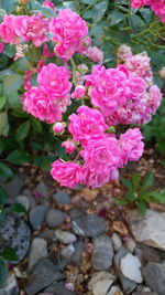 Close-up of pink roses