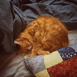 Close-up of ginger cat sleeping on sofa