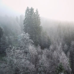Pine trees in forest during foggy weather